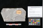 Foto (Objekt + Etikett) von Calamites sp.  (NHMW-GEO-2024-0188-11184)